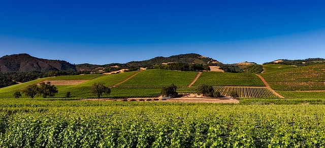 Les paysages de Napa Valley dominés par les vignes.