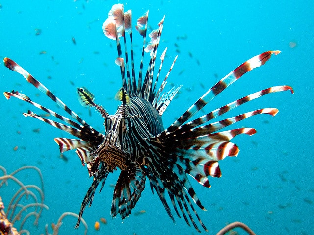 Un poisson impressionant dans les eaux claires de Koh Tao